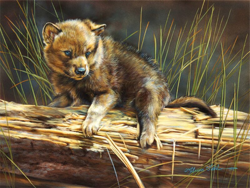 Wolf Pup on Log — Brown, Calm