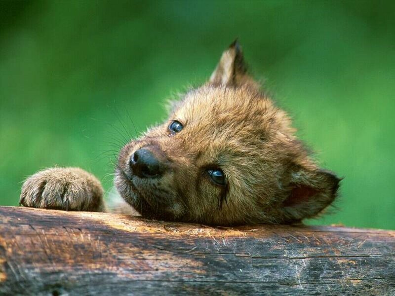 Wolf Pup on Log — Brown