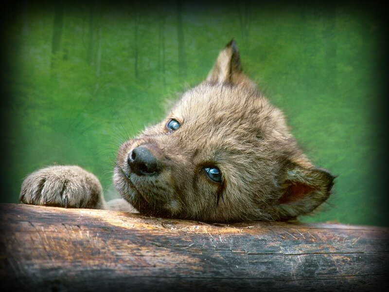 Wolf Pup on Log