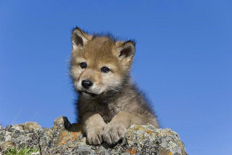 Wolf Pup on Rock — Blue