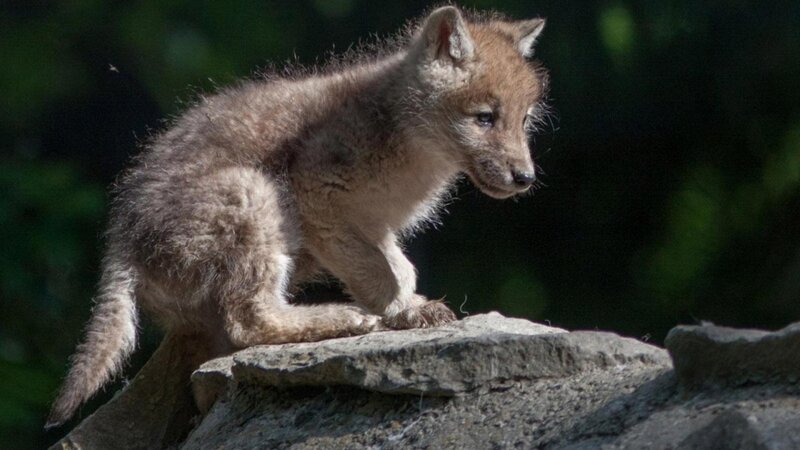 Wolf Pup on Rock — Brown, Natural