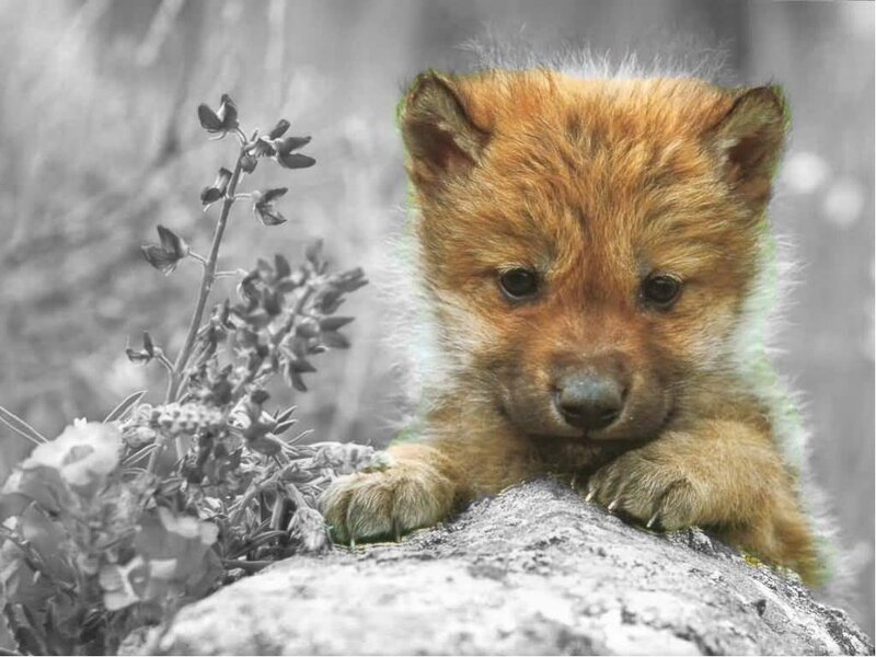 Wolf Pup on Rock — Brown