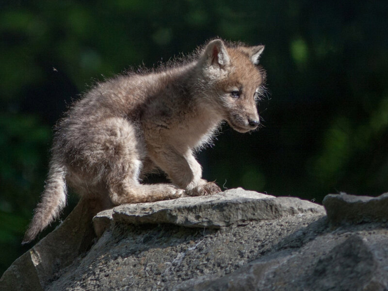 Wolf Pup on Rock — Gray