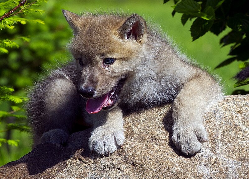 Wolf Pup on Rock
