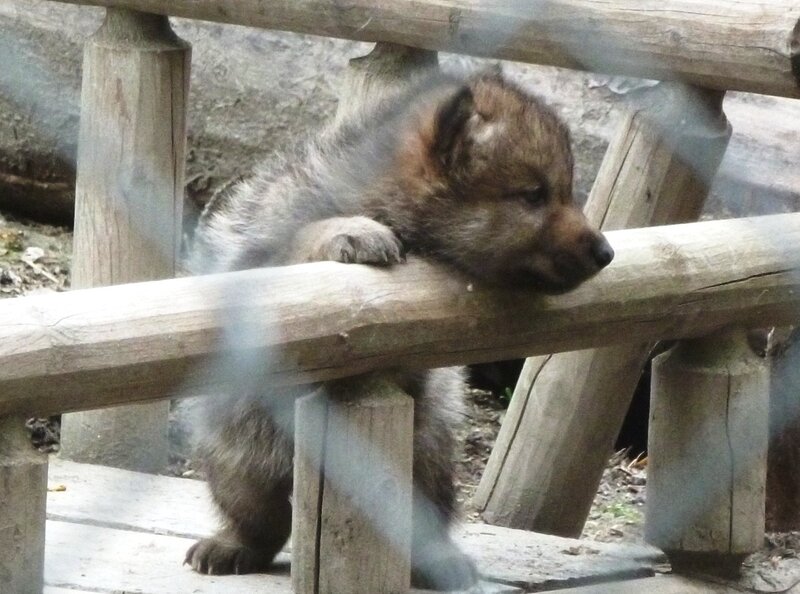 Wolf Pup on Wooden Structure