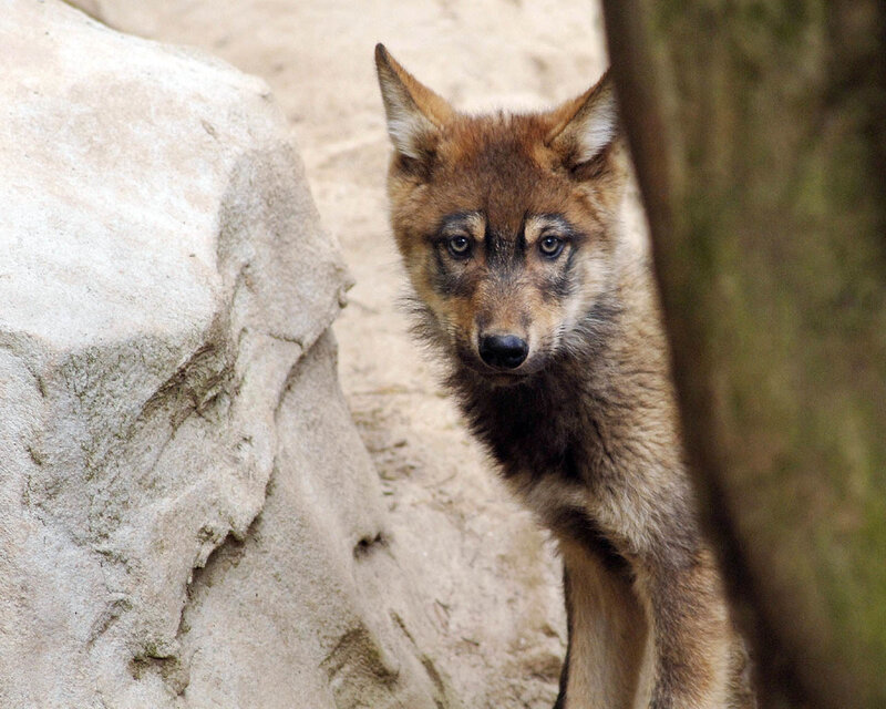 Wolf Pup Peeking