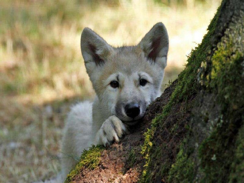Wolf Pup Peeking — White