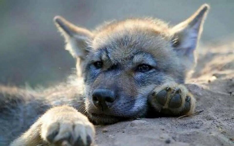 Wolf Pup Resting — Brown, Calm