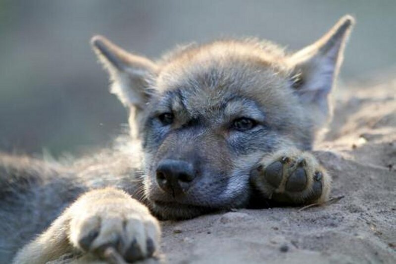 Wolf Pup Resting — Brown
