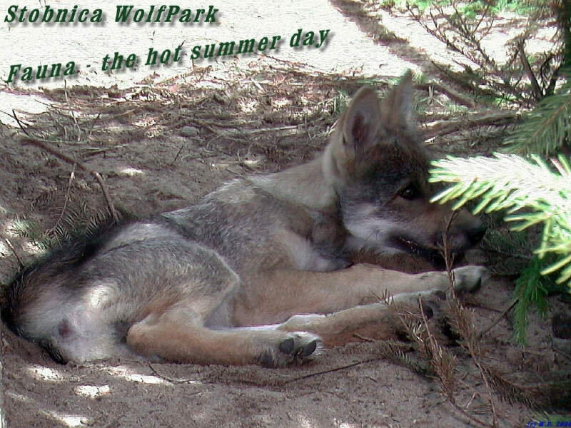 Wolf Pup Resting — Gray