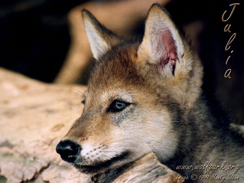 Wolf Pup Resting