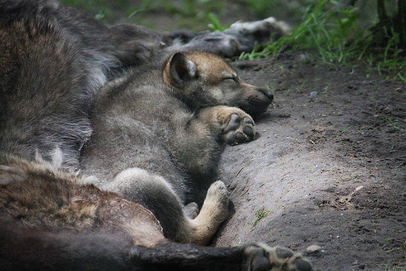 Wolf Pup Sleeping