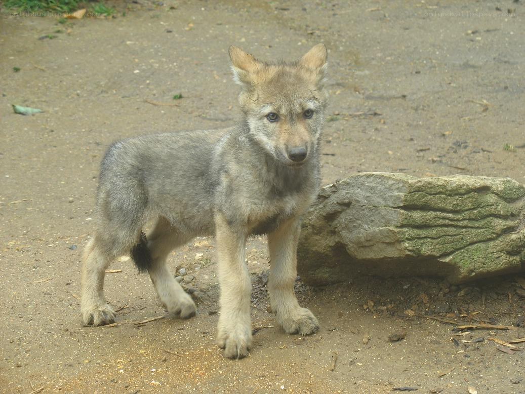 wolf pup standing near rock
