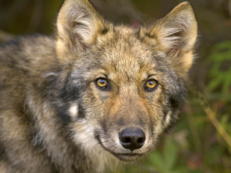 Wolf Pup