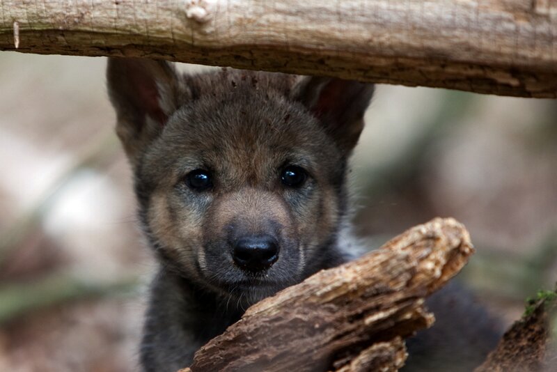 Wolf Pup under Logs