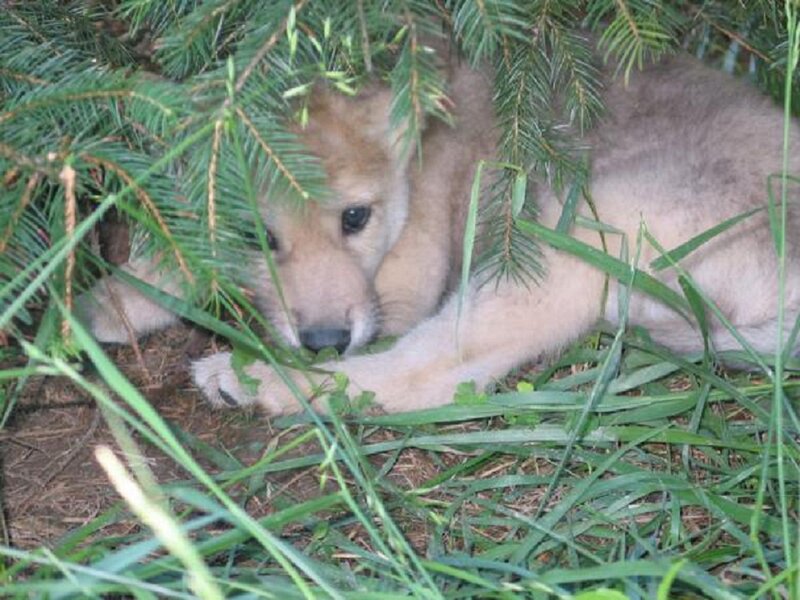 Wolf Pup under Pine