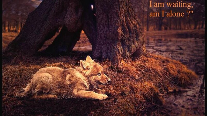 Wolf Pup under Tree — Brown