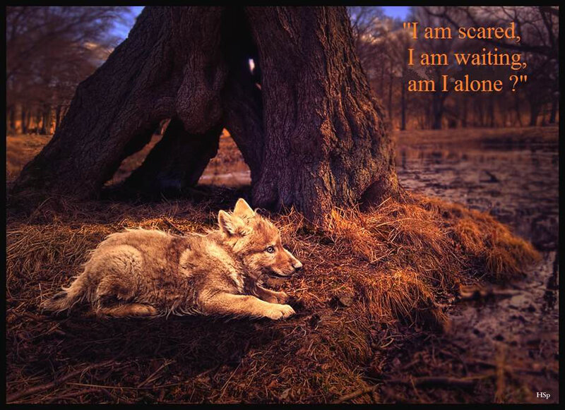 Wolf Pup under Tree