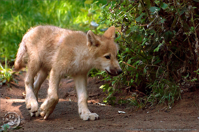 Wolf Pup Walking — Brown, Natural