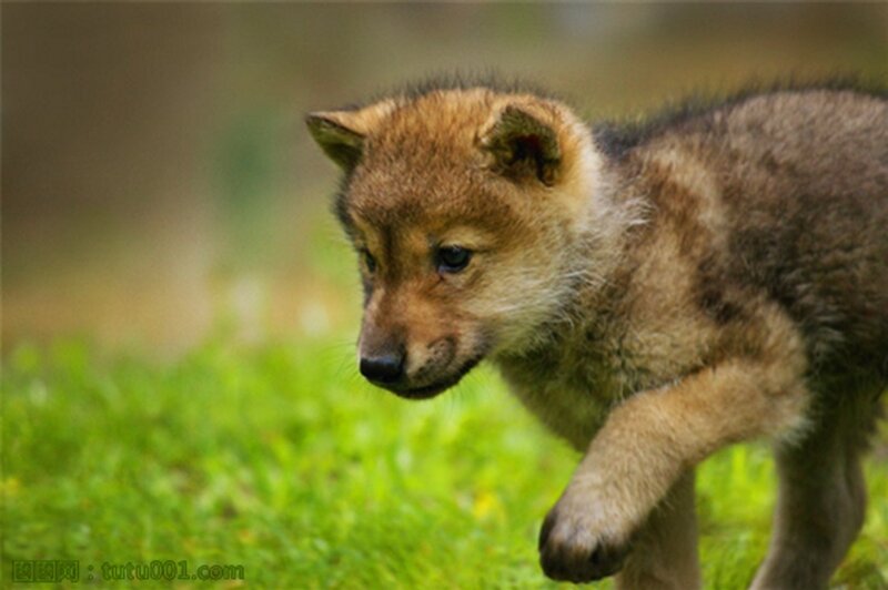 Wolf Pup Walking — Brown
