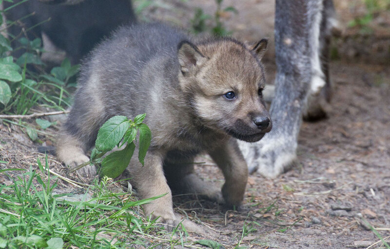 Wolf Pup Walking — Gray