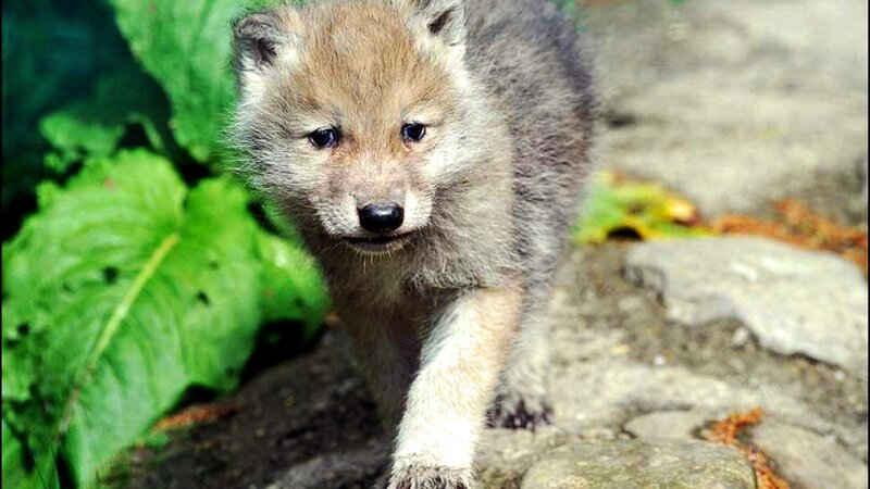 Wolf Pup Walking — Green, Natural