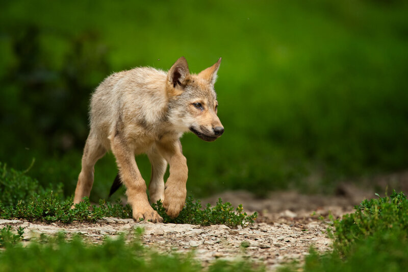 Wolf Pup Walking — Green