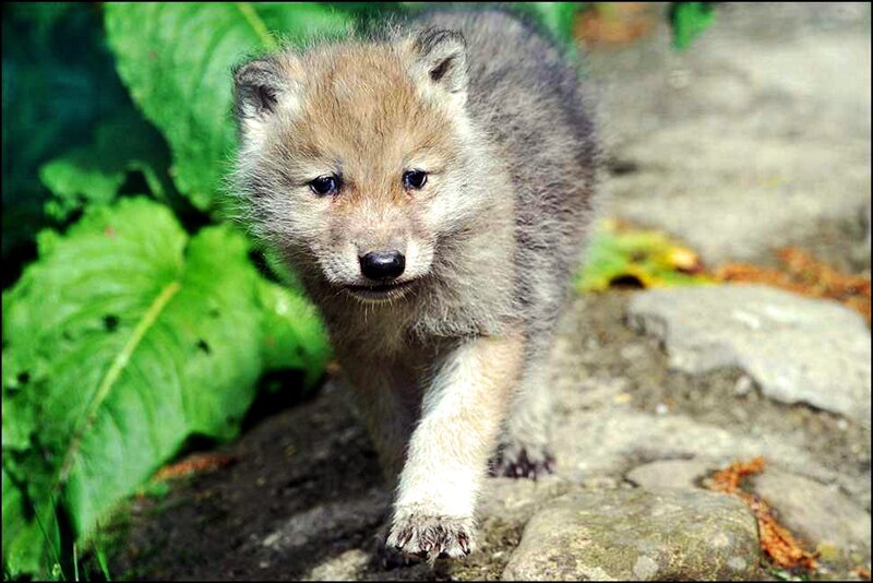 Wolf Pup Walking