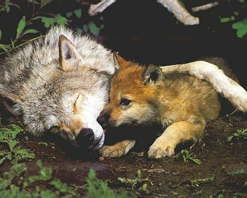 Wolf Pup with Adult Wolf — Brown