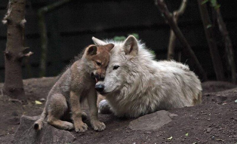 Wolf Pup with Adult Wolf — Gray, Calm