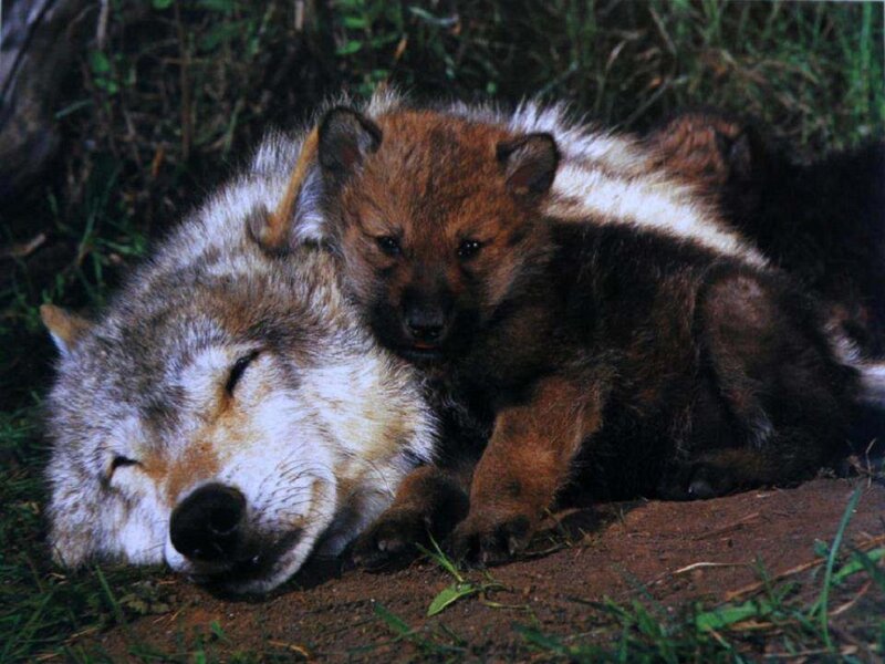 Wolf Pup with Adult Wolf — Gray