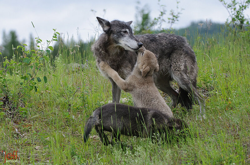 Wolf Pup with Adult Wolf — Green
