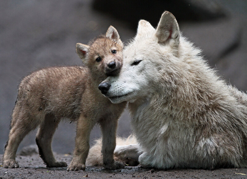Wolf Pup with Adult Wolf — White