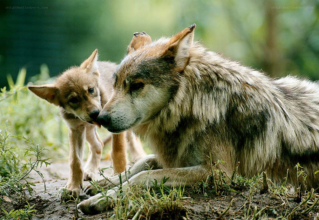 Wolf pup with adult wolf