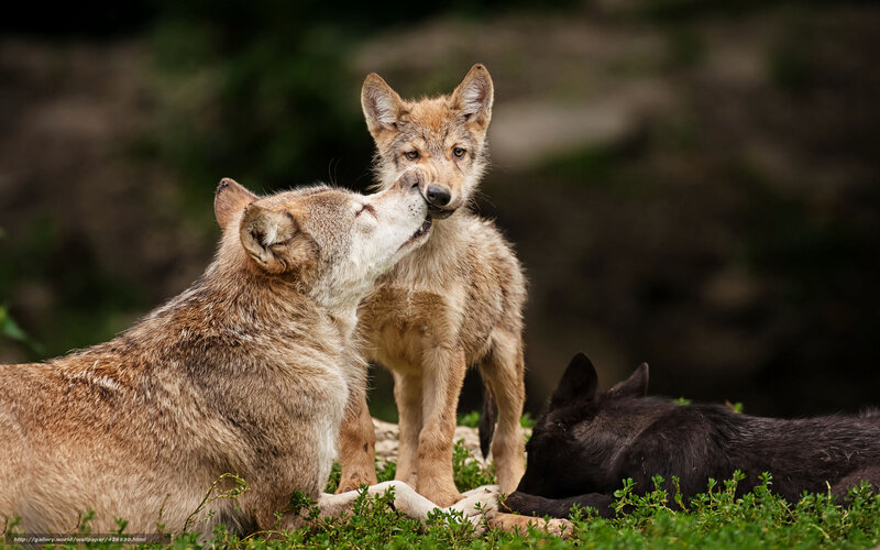 Wolf Pup with Adults — Brown, Calm, Afternoon