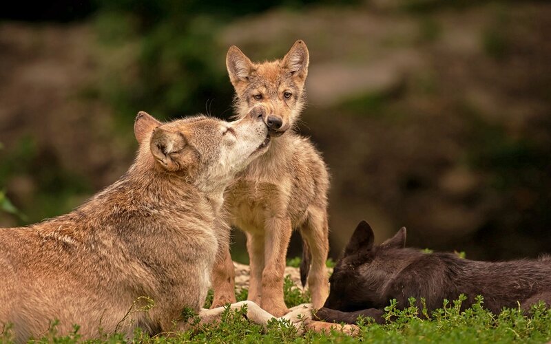 Wolf Pup with Adults — Brown, Calm