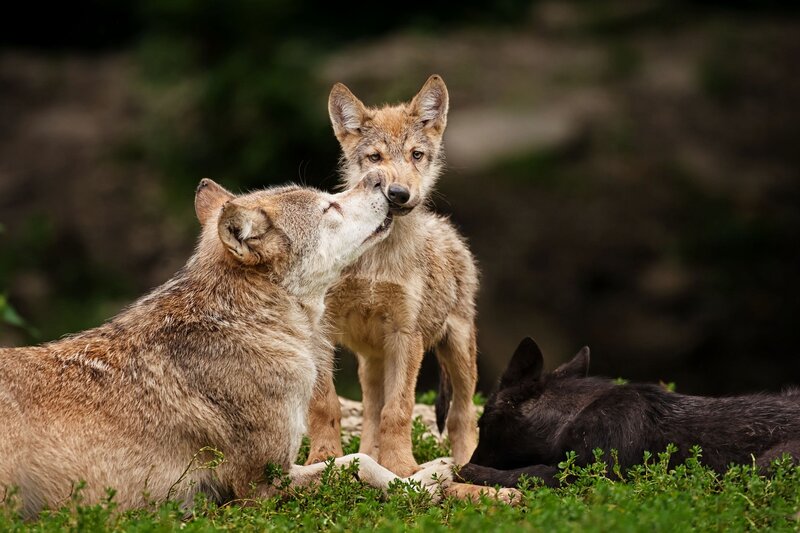 Wolf Pup with Adults — Brown