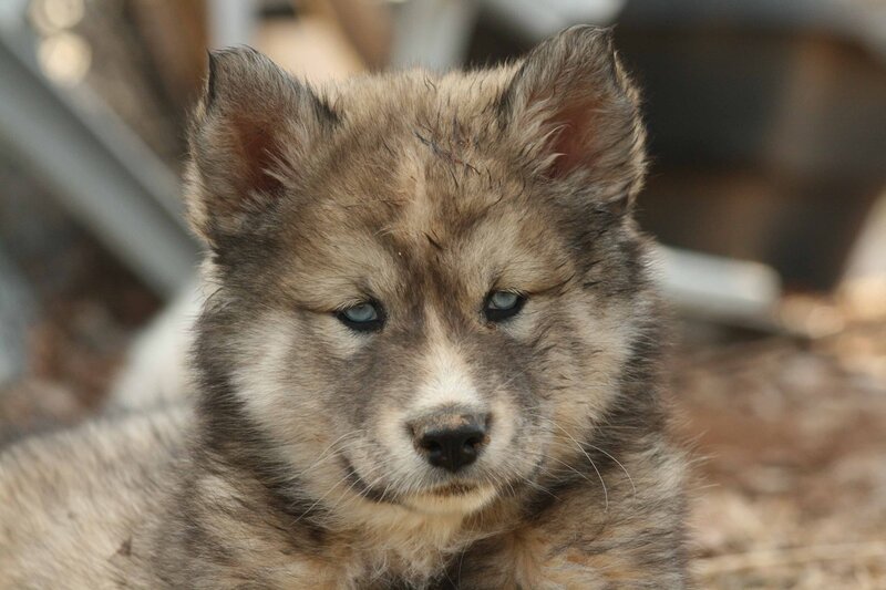 Wolf Pup with Blue Eyes — Brown, Calm