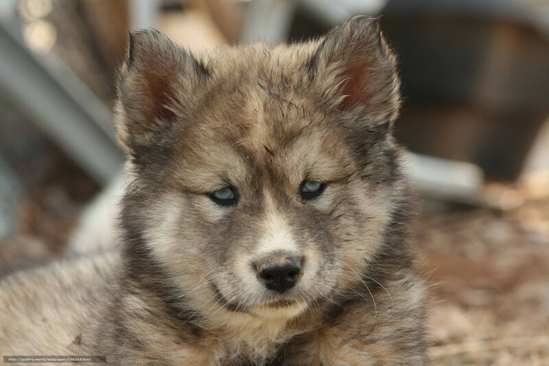 Wolf Pup with Blue Eyes — Brown