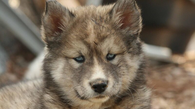 Wolf Pup with Blue Eyes — Gray