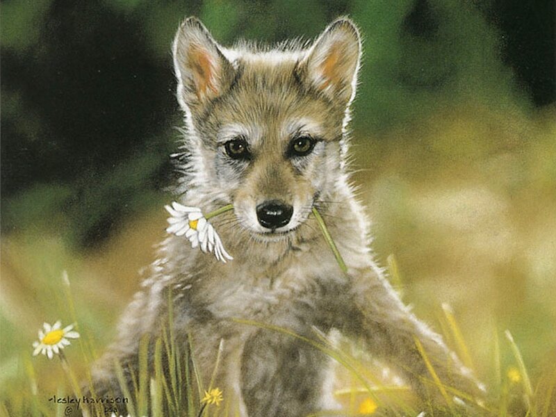 Wolf Pup with Daisy