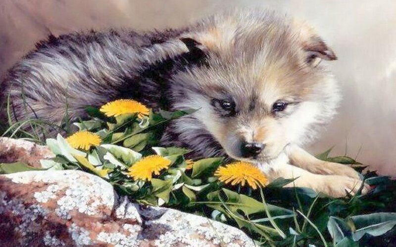 Wolf Pup with Dandelions