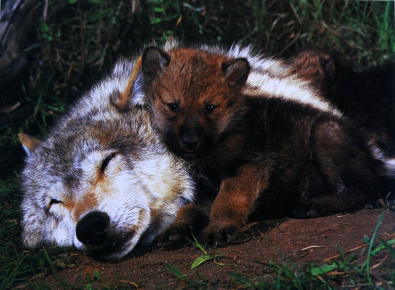 Wolf Pup with Mother — Brown