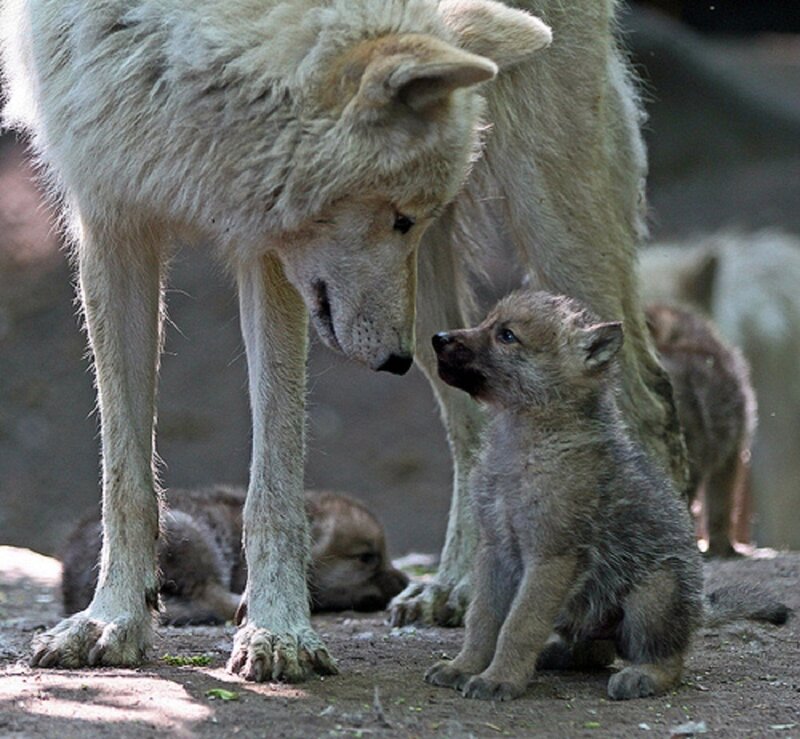 Wolf Pup with Mother — Gray