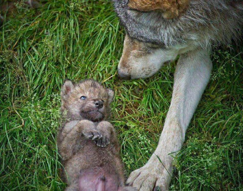 Wolf Pup with Mother
