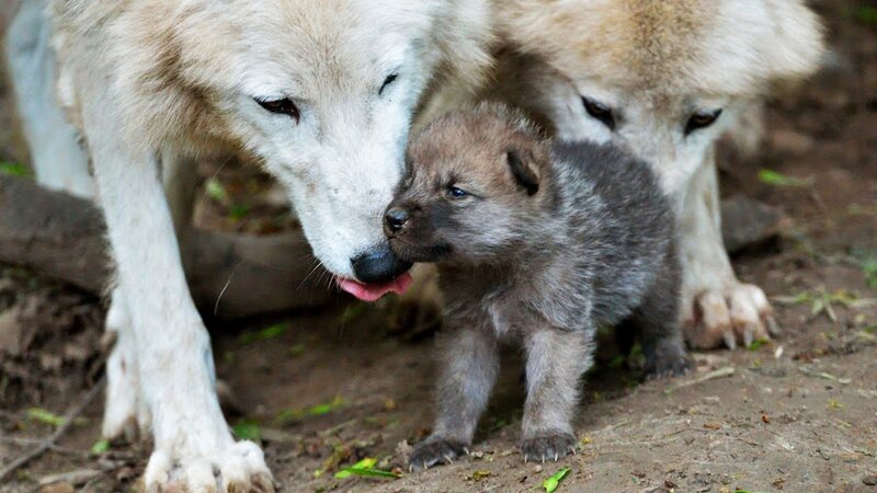 Wolf Pup with Parents