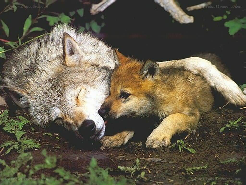 wolf pup with sleeping adult
