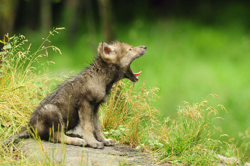 Wolf Pup Yawning — Green
