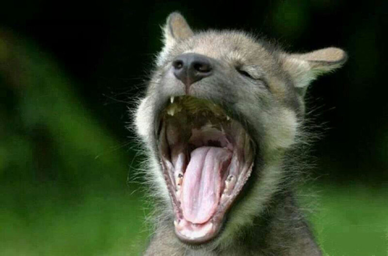 Wolf Pup Yawning