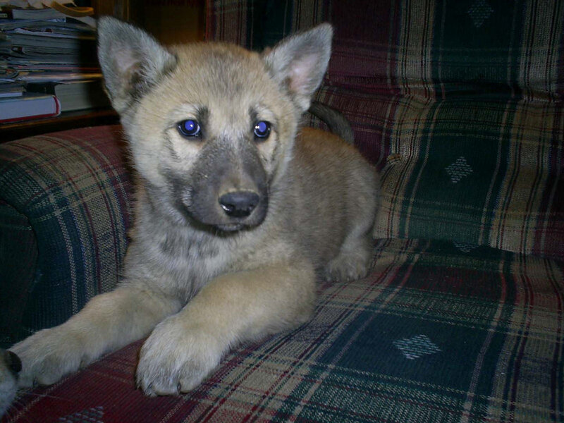 Wolf Puppy on Couch